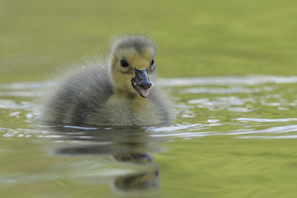 Kanadagans (Branta canadensis)