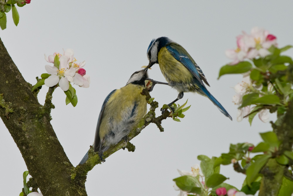 Blaumeisen Nahrungsübergabe