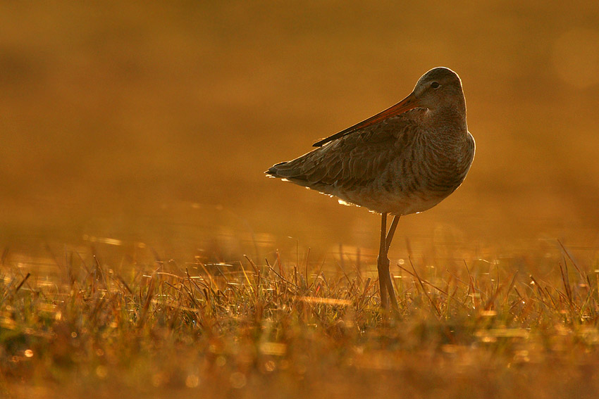 Uferschnepfe im Abendlicht