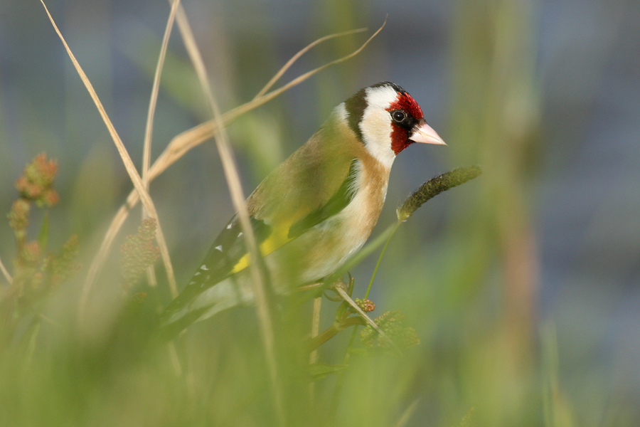 Stieglitz (Carduelis carduelis) ND
