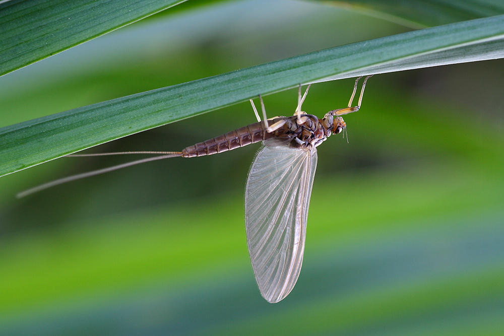 Eintagsfliege