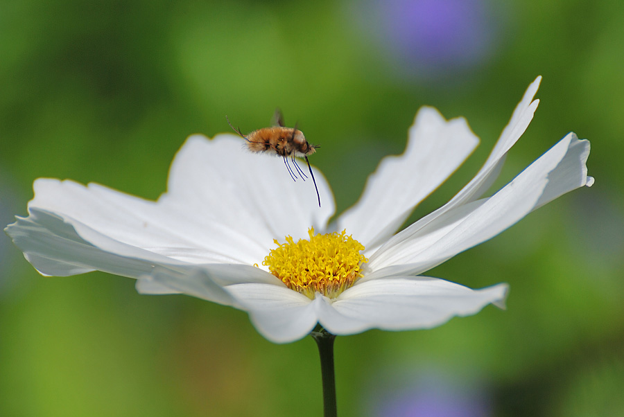 Großer Wollschweber, Bombylius major