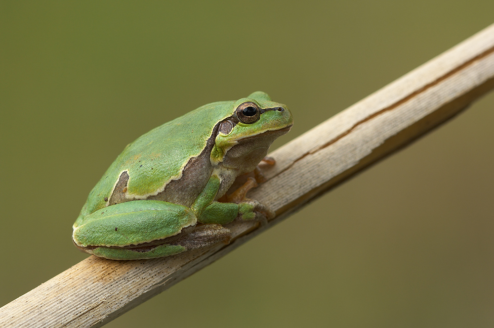 Laubfrosch