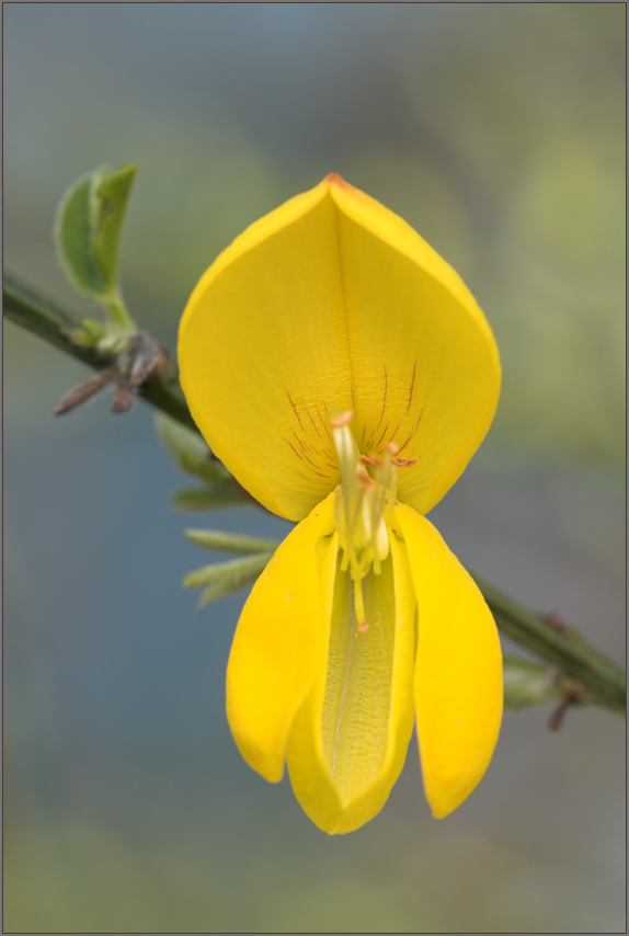 Blüte des Besenginsters