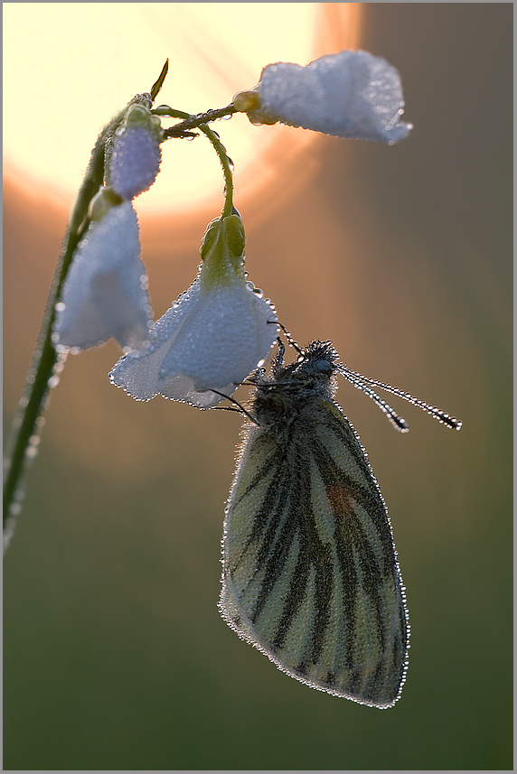 Rapsweißling (Pieris napi)