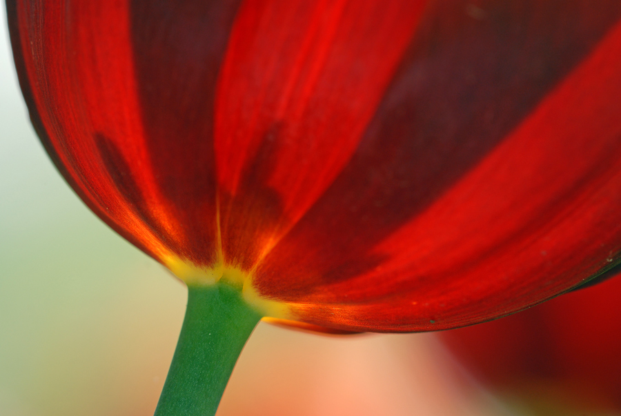 Red Ballon