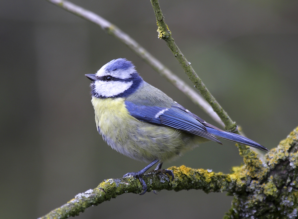 blaumeise