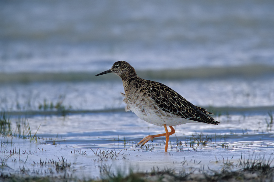 Kampfläufer (Philomachus pugnax)