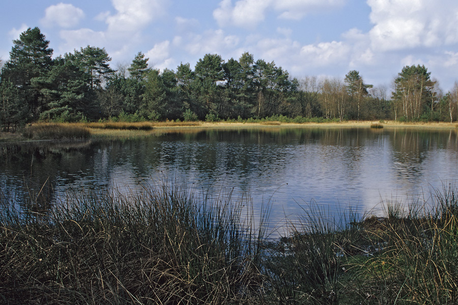 Moorweiher in der Tinner Dose