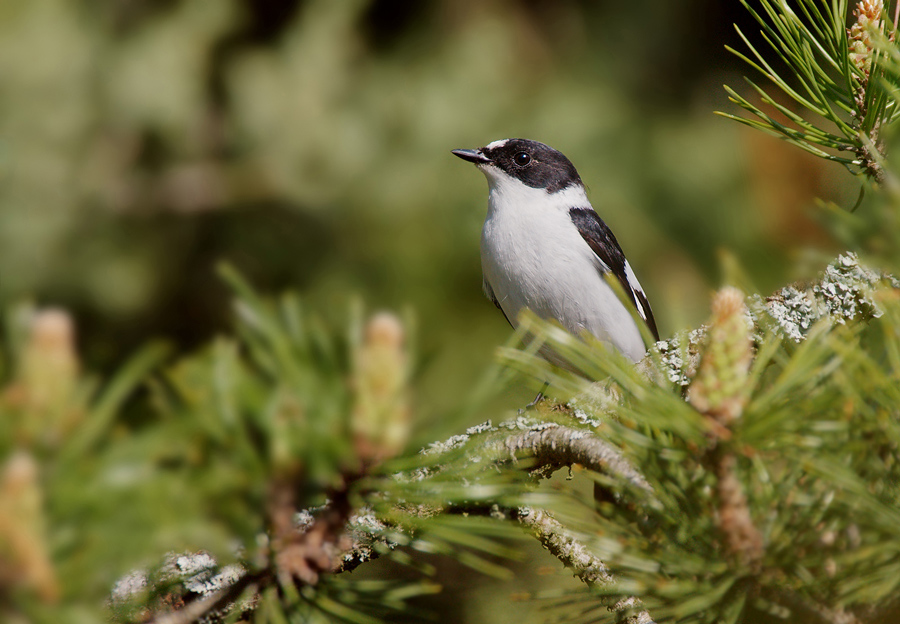 Halsbandschnäpper (Ficedula albicollis) - In Lauerstellung