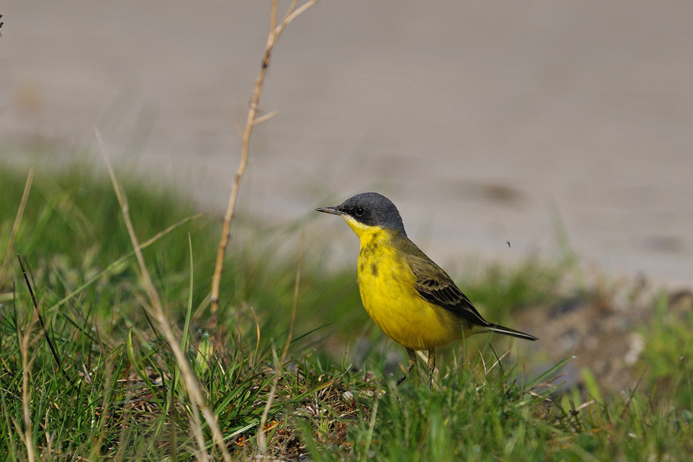 Schafstelze (motacilla thunbergi)