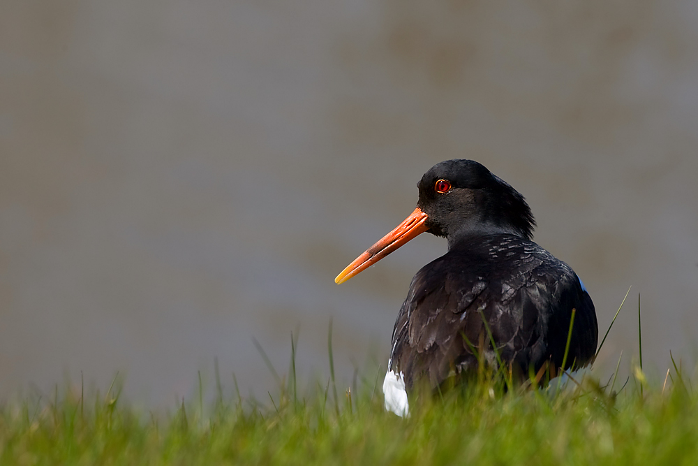 Austernfischer (Haematopus ostralegus)