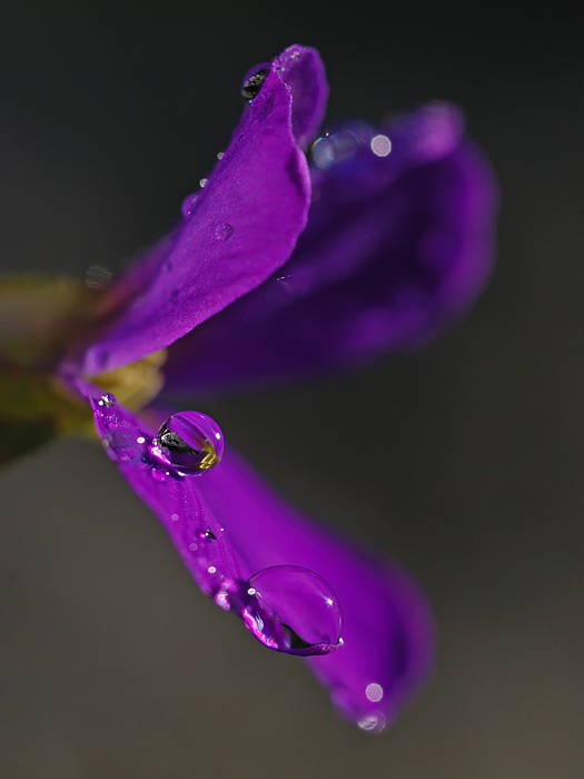 Eine Perle der Natur