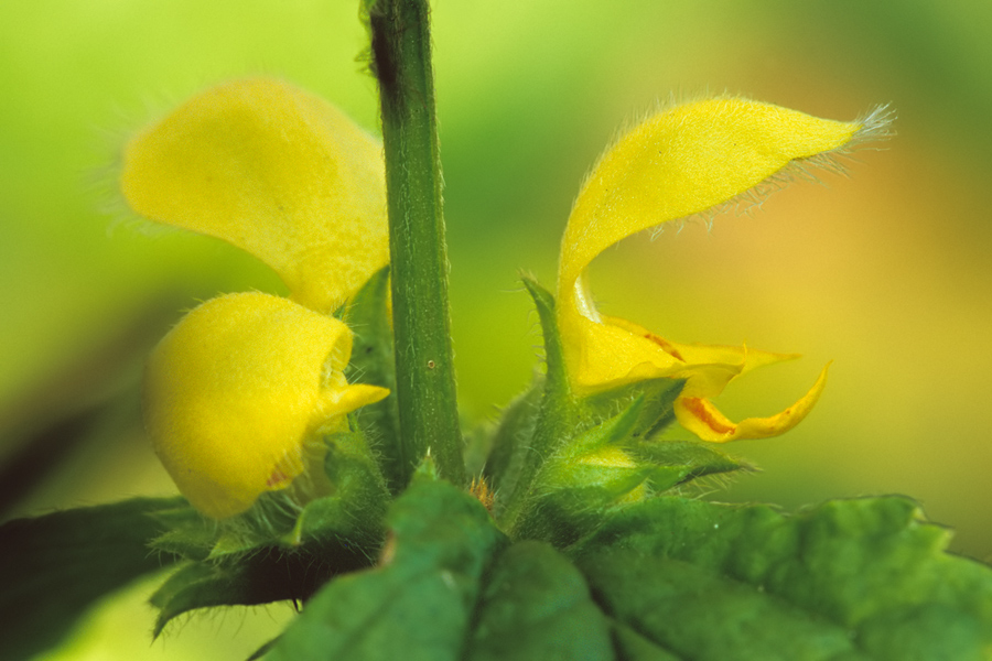 Goldnessel (Lamium galeobdolon)