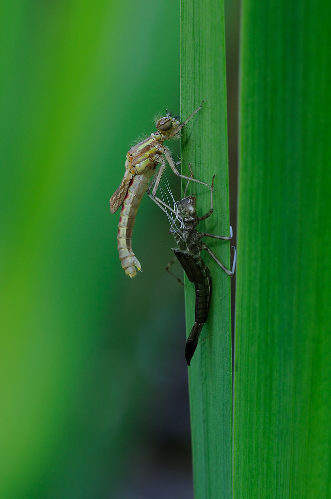 Libelle am Gartenteich