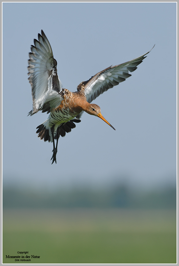 Uferschnepfe (Limosa limosa)