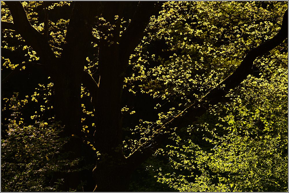 Baum im Gegenlicht