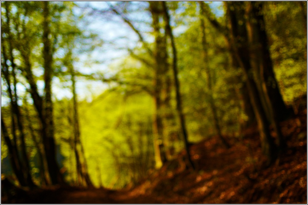 Frühling im Pfälzer Wald