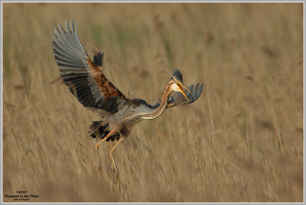 Purpurreiher (Ardea purpurea)