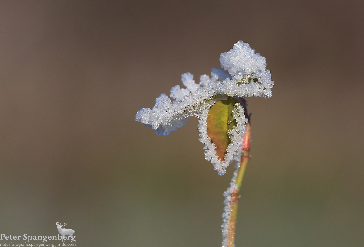 Einsames Blatt mit Eiskristallen