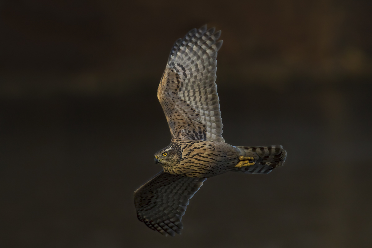 Rothabicht im Jagdflug