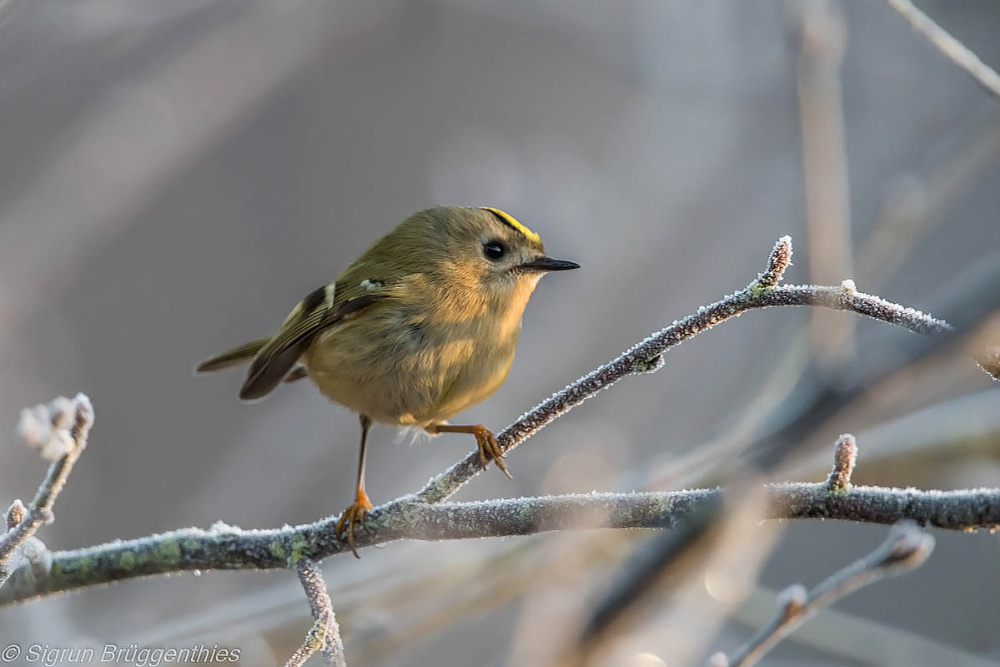 "Eisiges" Wintergoldhähnchen