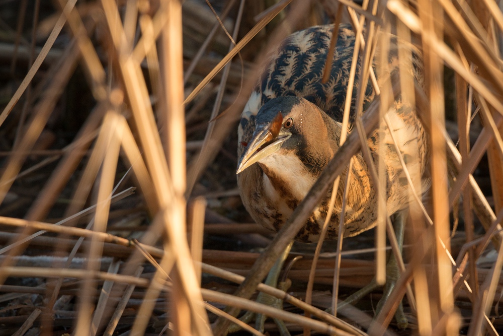Rohrdommel bei der Jagd
