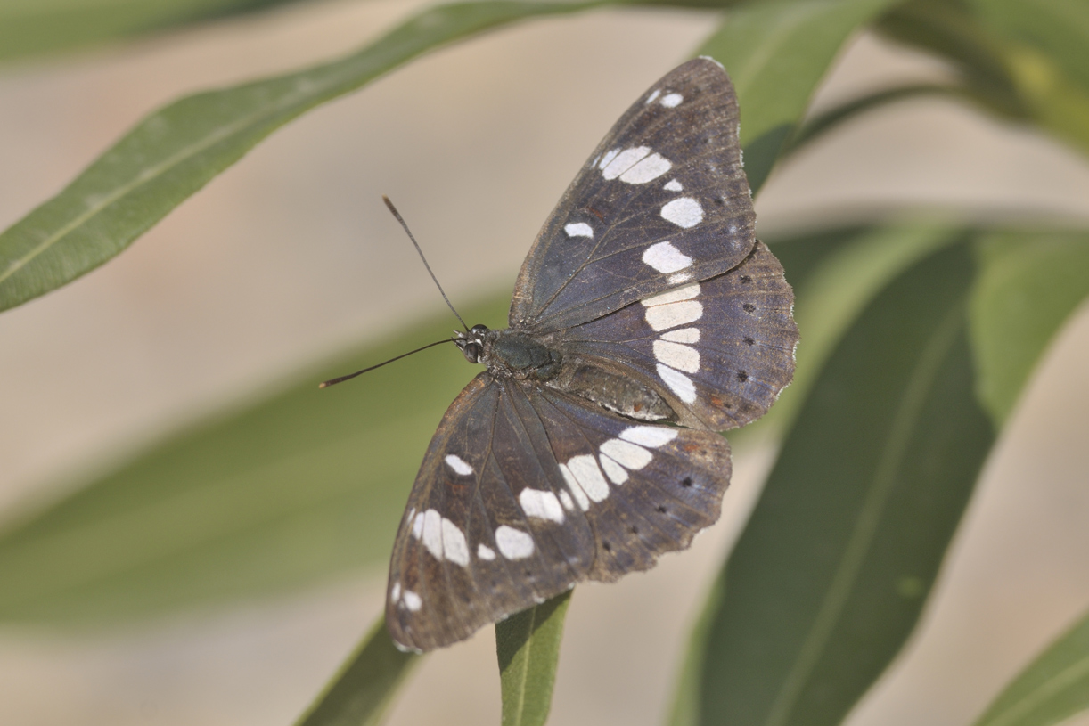 blauschwarzer Eisvogel (limenitis reducta)