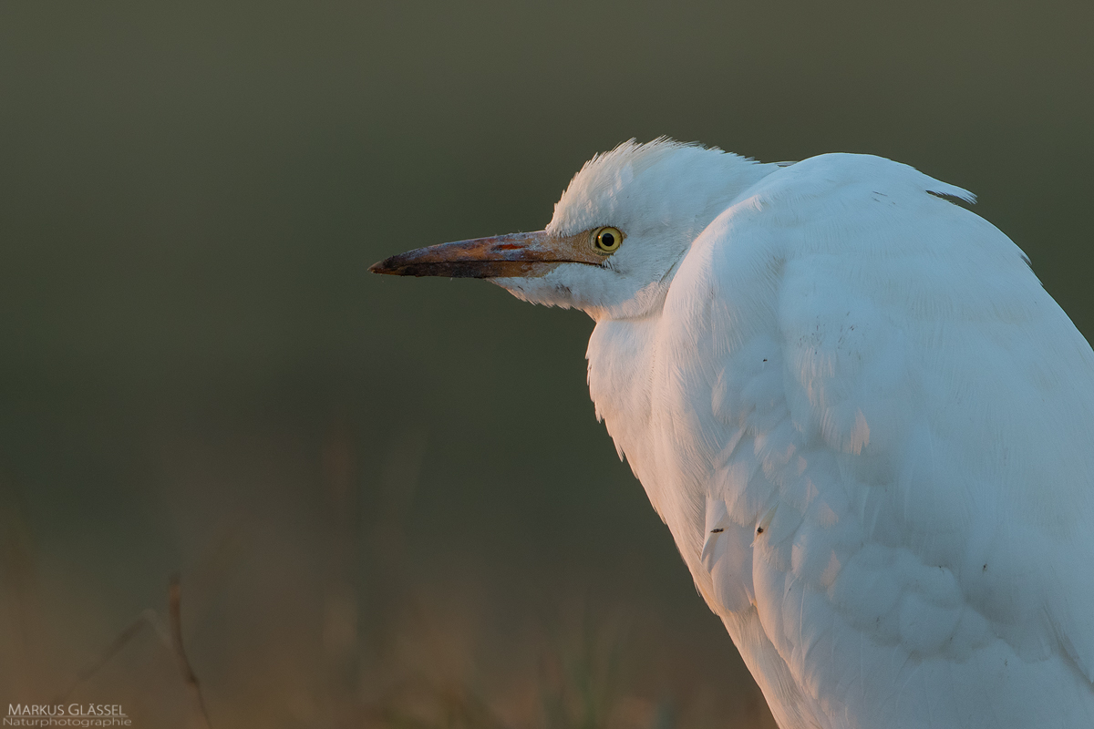 Kuhreiher - Portrait