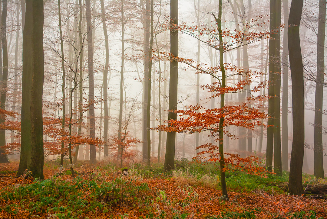 Buchen im Nebel