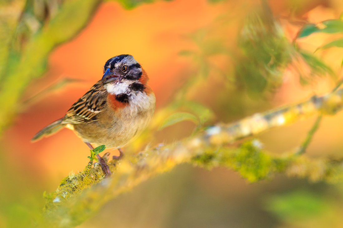 Morgenammer  - Zonotrichia capensis – Rufous-collared Sparrow