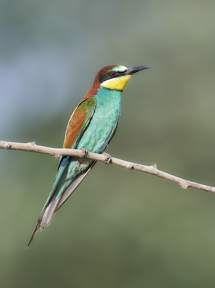 schräger Vogel