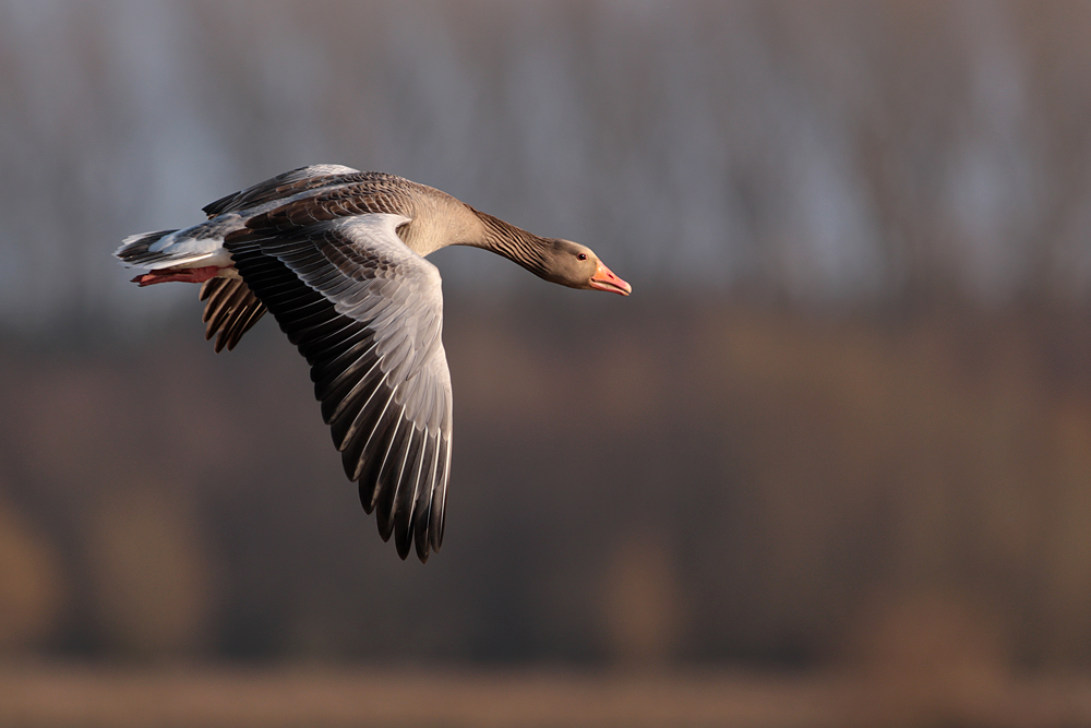 Graugans im Flug