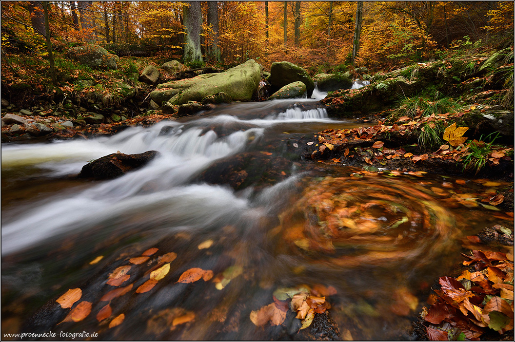 ~ Herbstbach ~