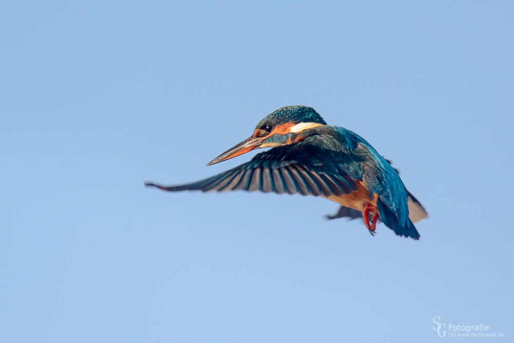 Eisvogel im Rüttelflug