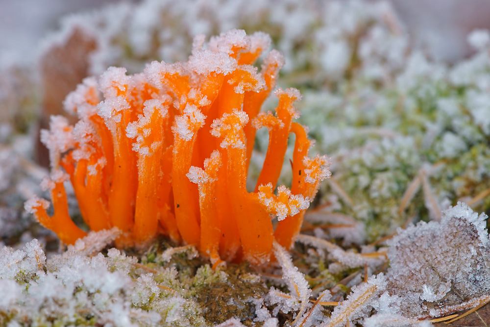 Vereister Hörnling (Calocera viscosa frosensis)