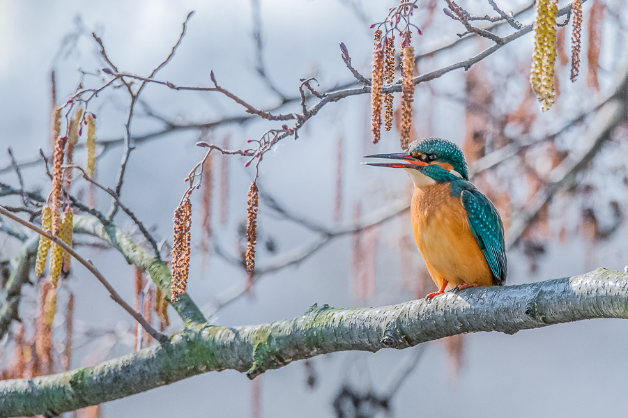 Eisvogel im Stadtpark