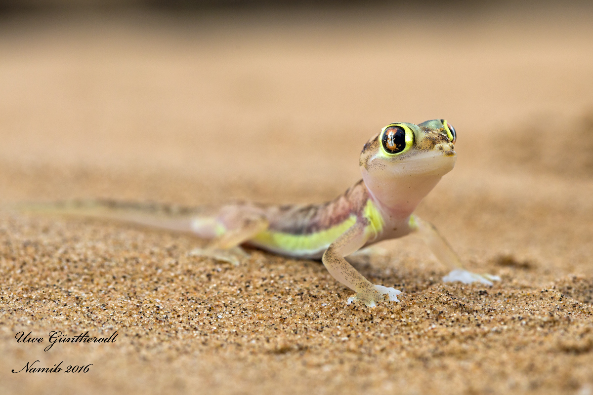 Namibgecko
