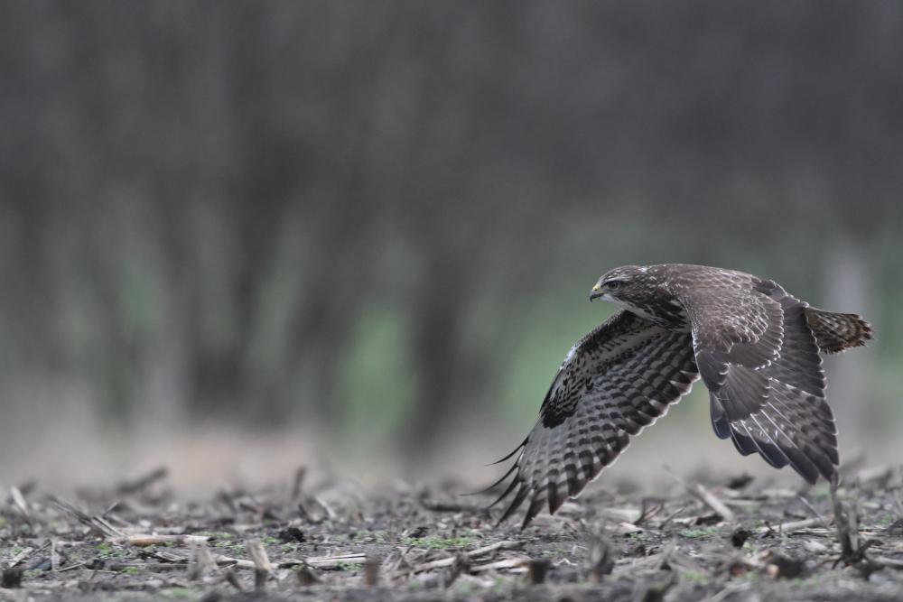 Bussard