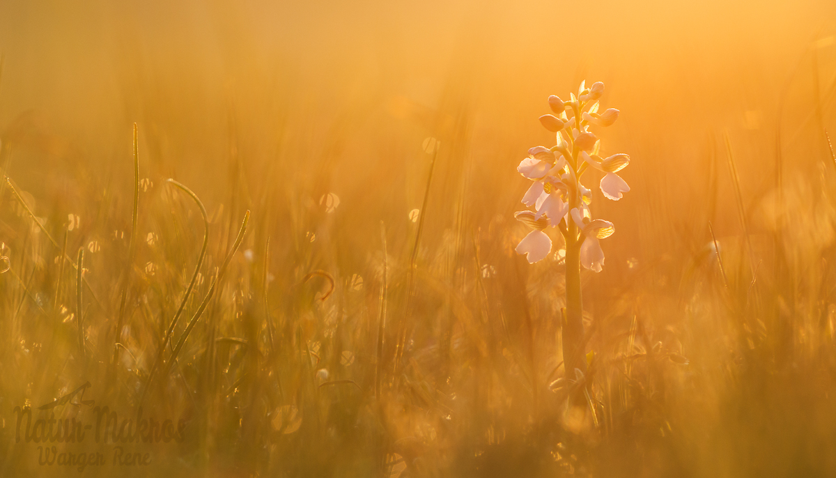 Anacamptis morio