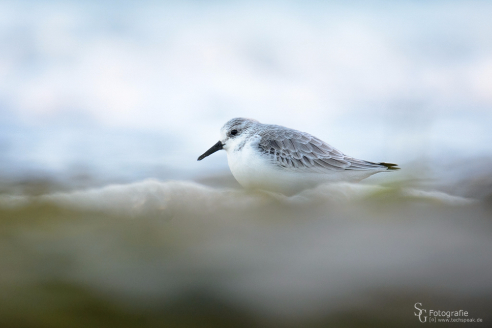 Sanderling an der Ostsee