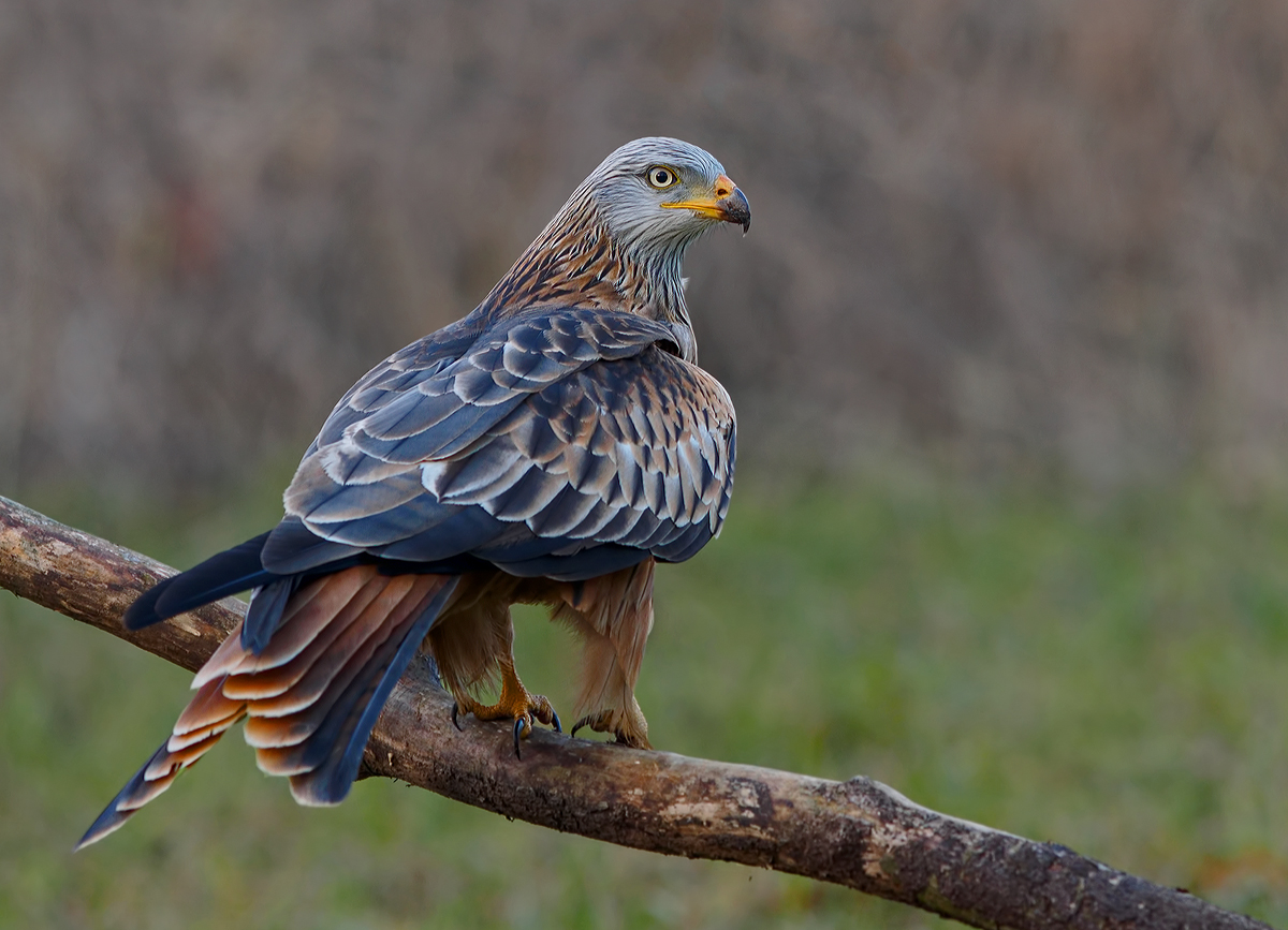Rotmilan (Milvus milvus)