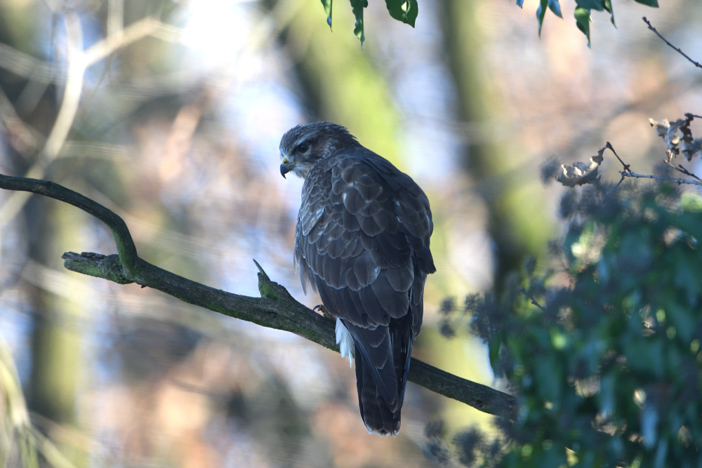 Bussard als Nachbar