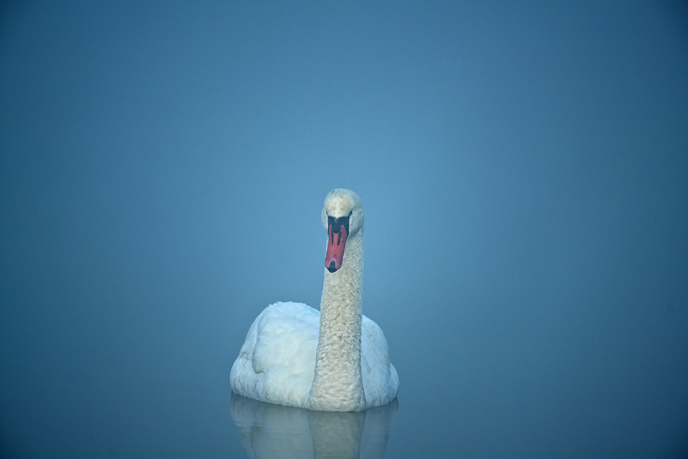 Schwan im Nebel