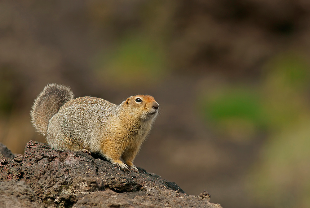 Ziesel (Citellus andulatus)