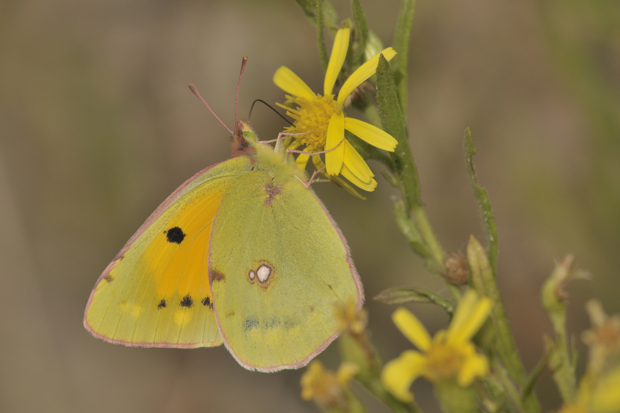 Postillion (colias crocea)