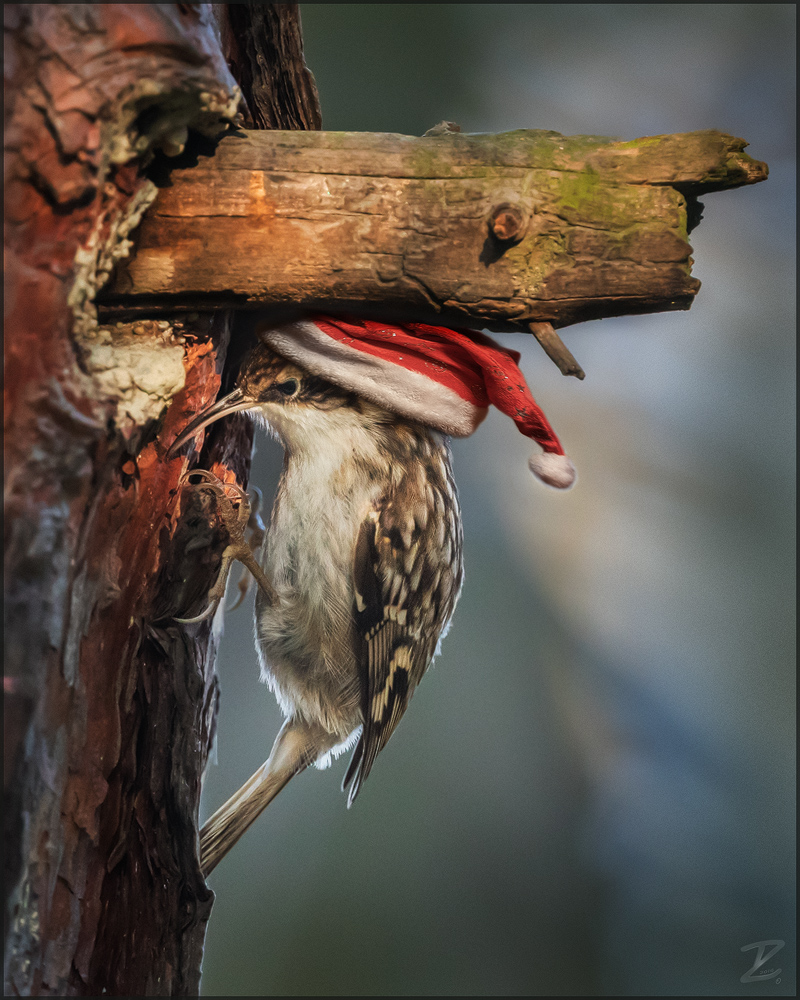 Das gefährliche Dasein der Weihnachtsbaumläufer