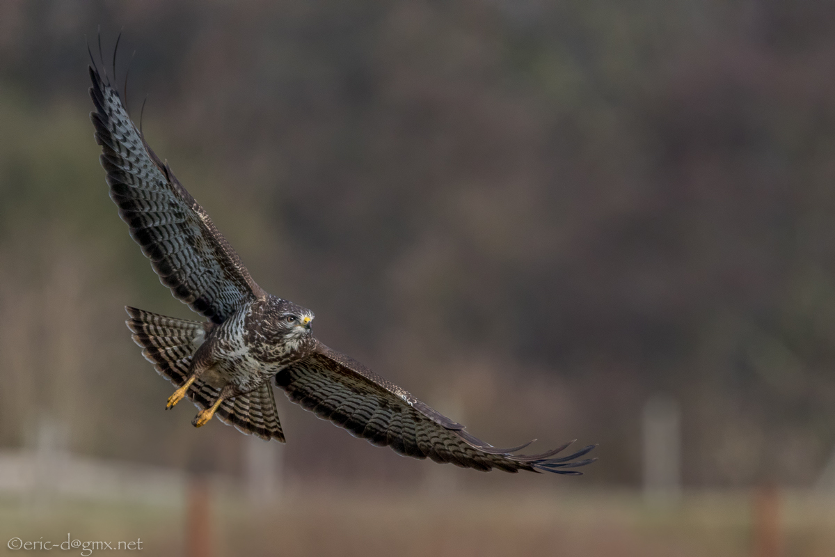 Vorbeiflieger, IIte