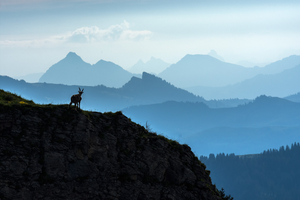 Junger Steinbock geniesst die Landschaft