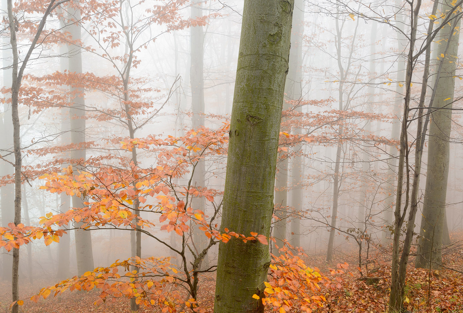 Nebelwald